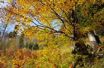 09930929-6912-4455-882e-8b38f4b77e79-1.jpg