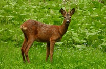 dscn1763.jpg