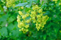 Blüte von der Berberitzen