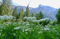 Tristenautal in Pertisau