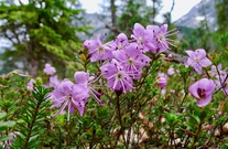 Poleiblättrige Lorbeerrose